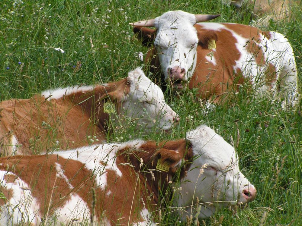 BerglandHof Ernen Landwirtschaft Kühe