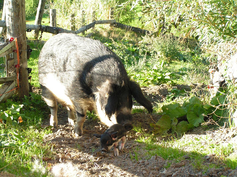 BerglandHof Ernen Landwirtschaft Weideschwein